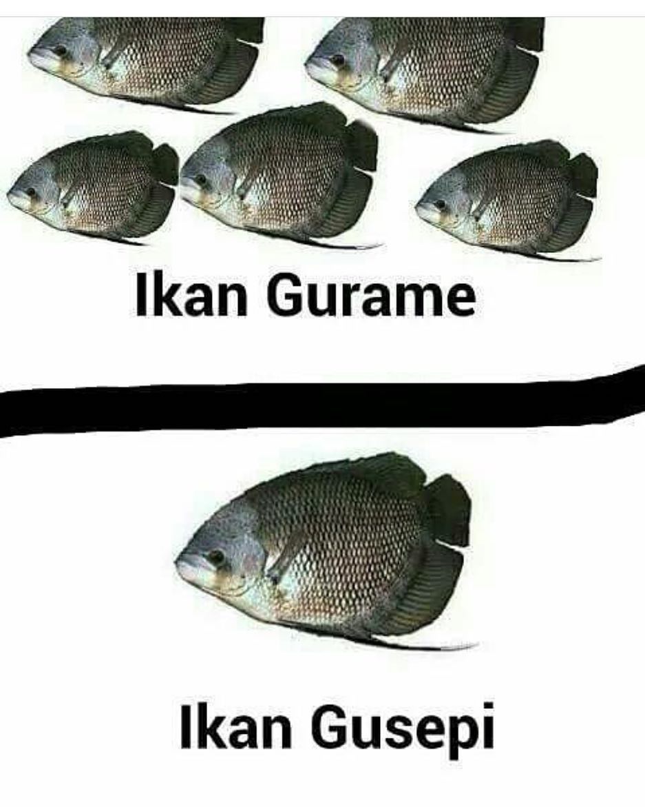 Galeri Gambar Lucu Iwak Pitik | Kolektor Lucu