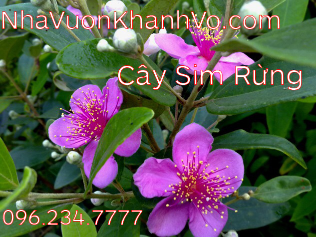 Hãy sắm 1 cây sim cho gia đình bạn - Khánh Võ Cay-sim-rung-khanh-vo-6