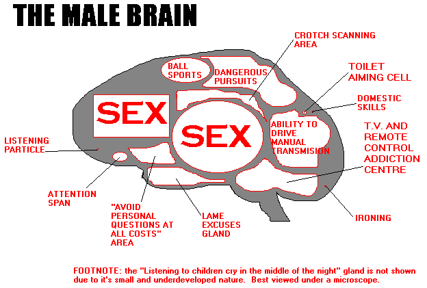 Brain Development in Men - wide 10