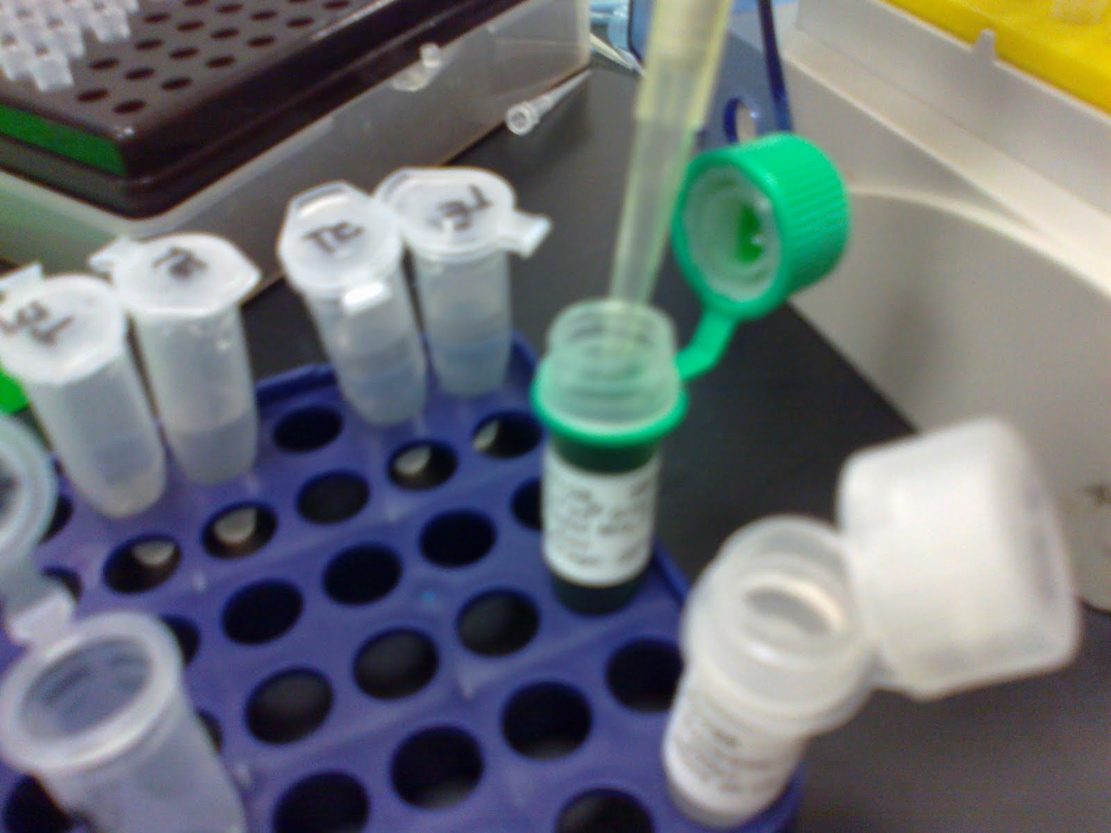 SHERYNA Molecular work Diluting primers & PCR amplification