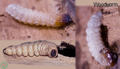 Woodworm insect