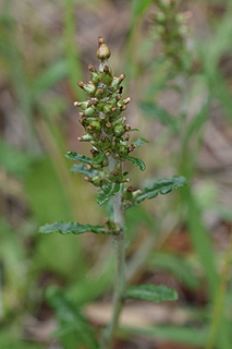 ウラジロチチコグサ