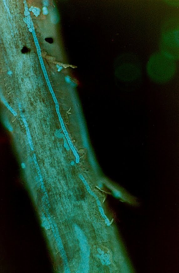 Phoroncidia scutula - Wikipedia