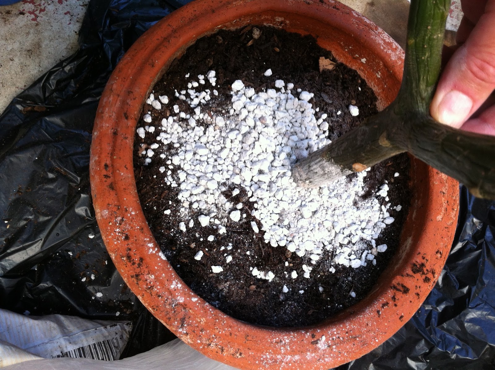 Avanti Cafe Musings: Rooting Plumeria/Frangipani From Stalk Cuttings