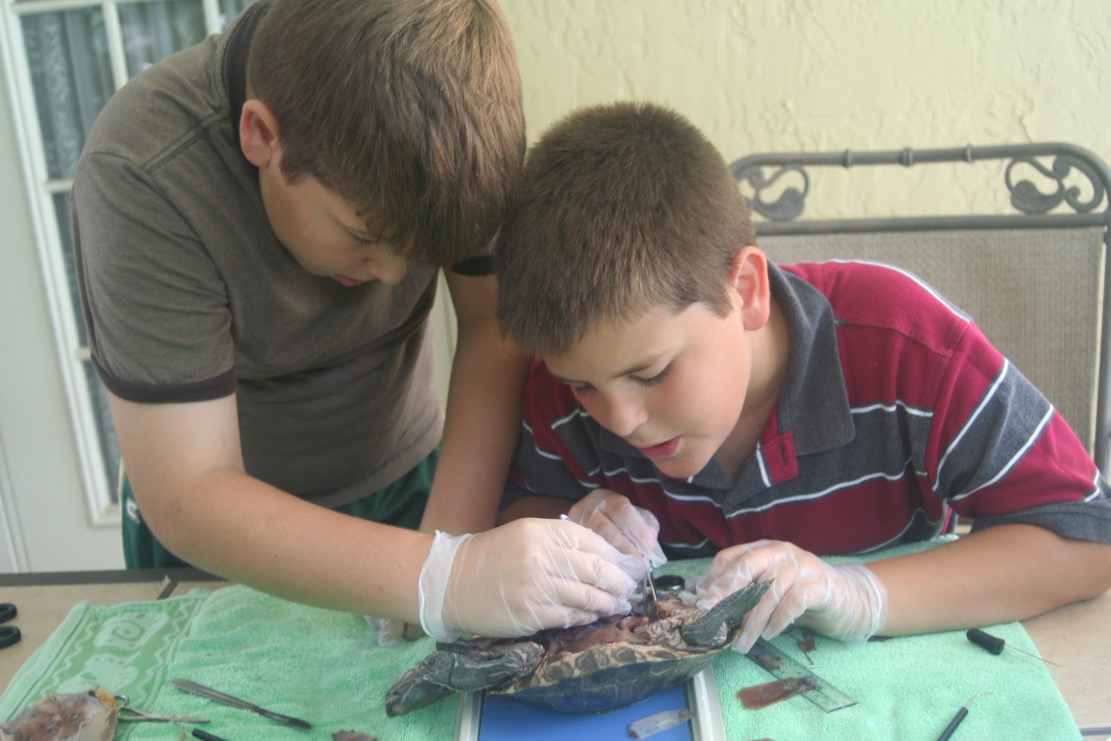 The Well-Rounded Mind: Turtle Dissection!