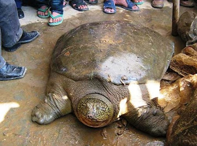Rafetus swinhoei tortuga gigante