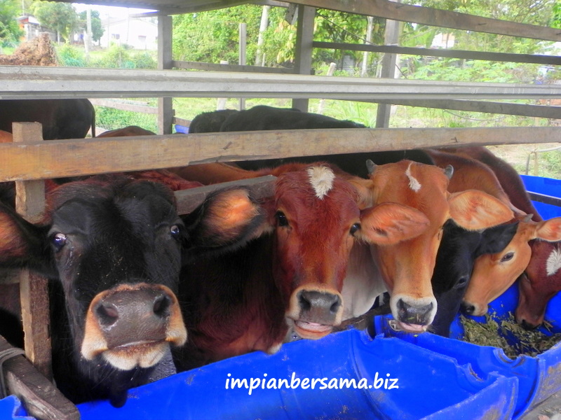 Melaka Portal: Ternakan Lembu Daging & Susu
