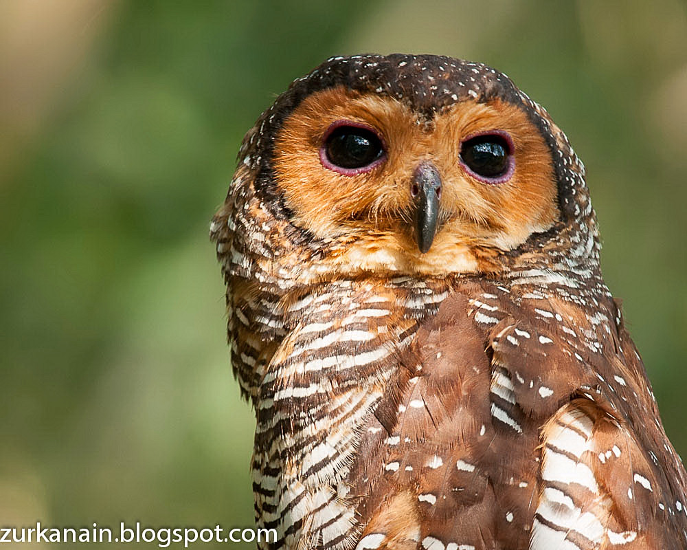 Zul Ya Birds of Peninsular Malaysia Spotted Wood Owl
