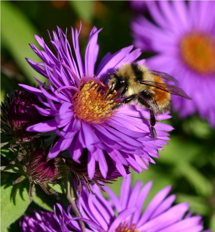 5 Plants for Your Garden to Help Save the Bees