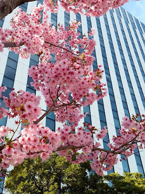 Spring at Odaiba Japan 