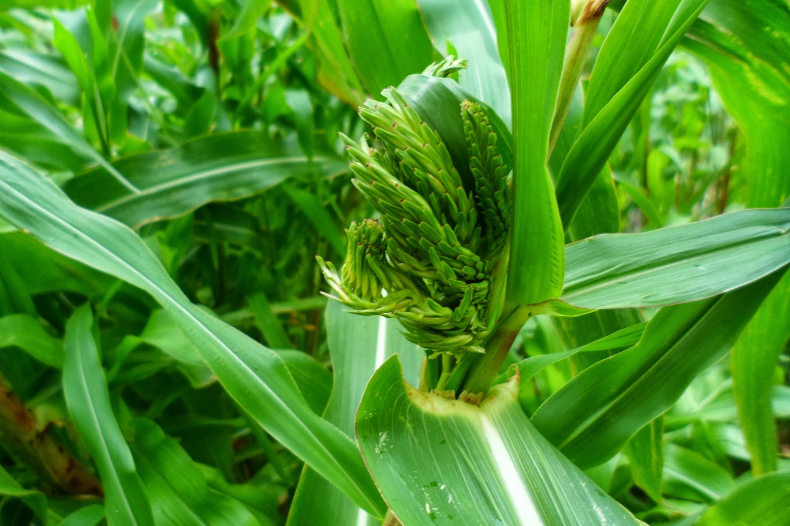 The Perennial Agriculturalist zea diploperennis