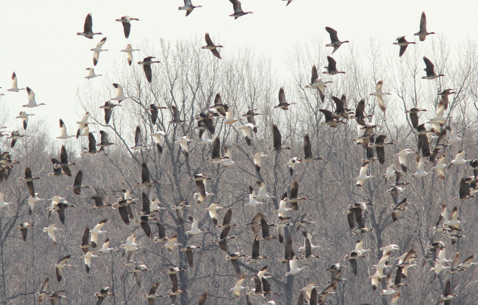 The Kentucky Nature Blog Reelfoot Lake National Wildlife Refuge and