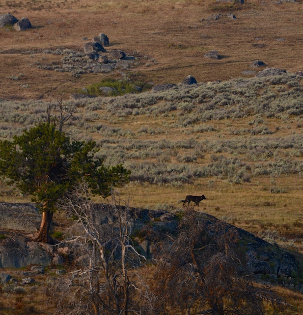 Dipper Ranch The Lone Black Wolf Yellowstone Reflections
