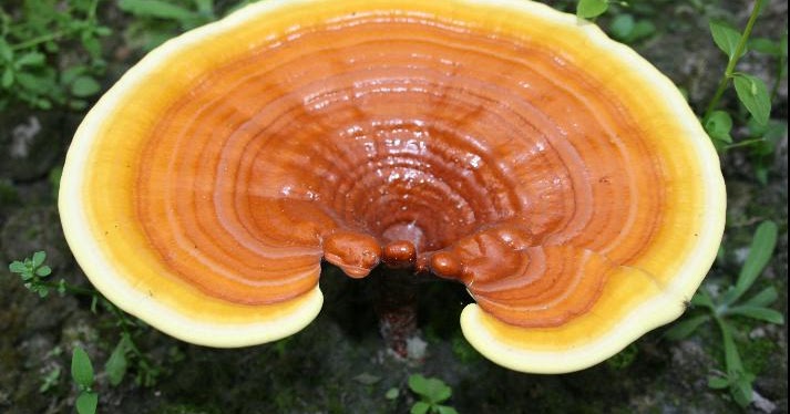 Does Ganoderma Help Weight Loss