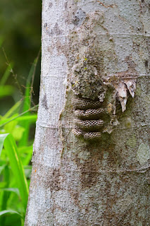 wasp nest on tree trunk in Puriscal