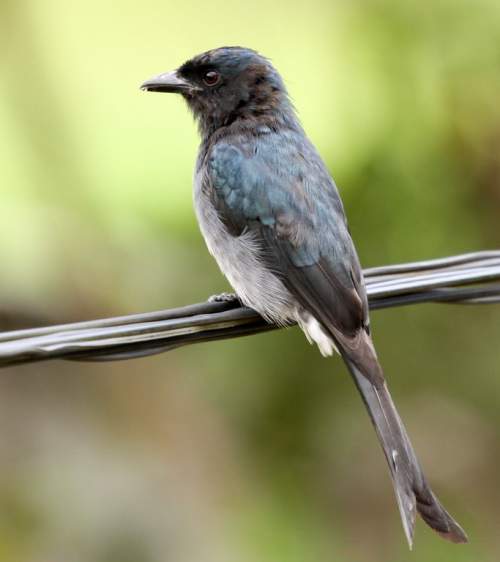 Whitebellied drongo Birds of India Bird World