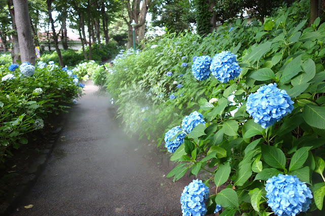 Hydrangea Ajisai Festival at Toshima Park