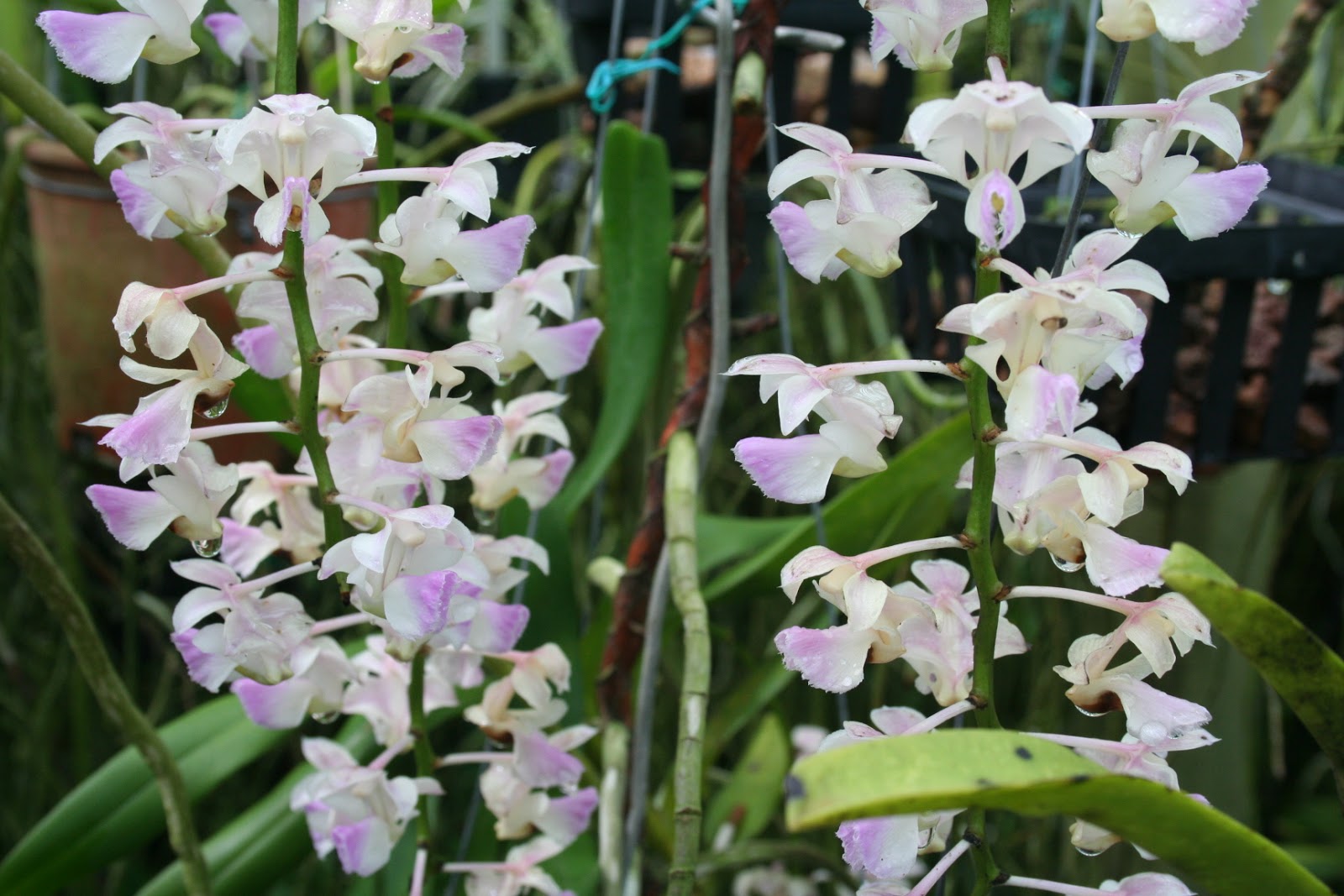Grow and care Aerides orchids Cat'stail orchids Fox brush orchids