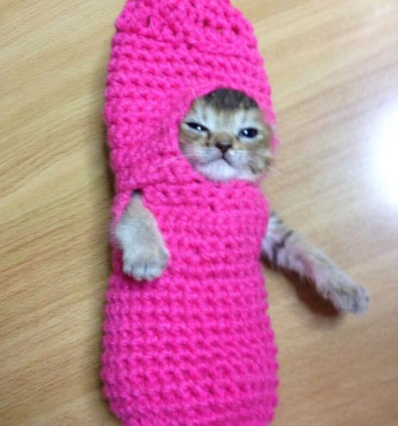 http://cuteoverload.com/2013/07/09/this-just-in-kitten-in-crocheted-mushroom-costume/