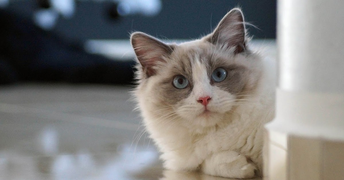 Grooming Ragdoll kittybi