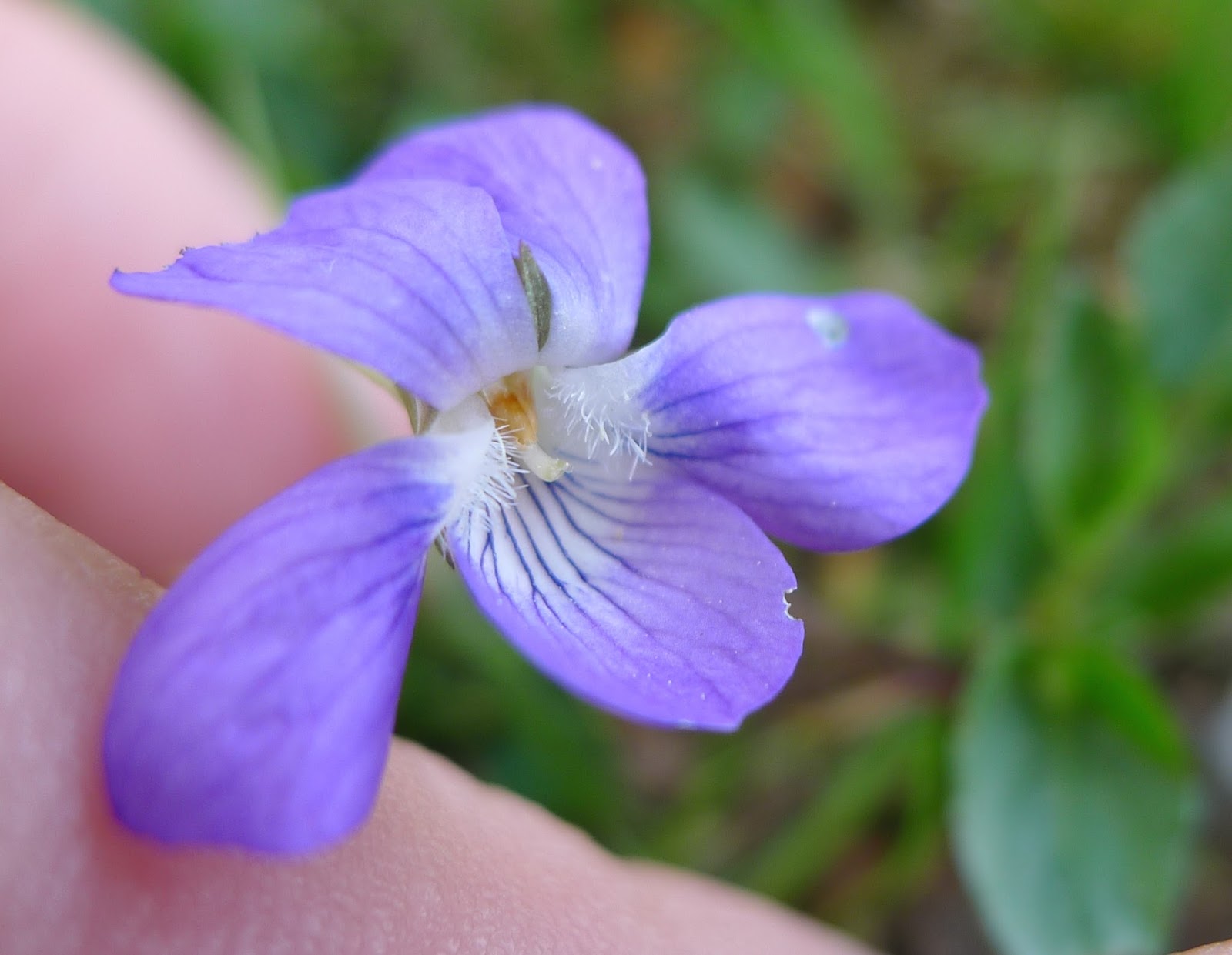 Violets and others Heath Dog Violet and hybrids in New Forrest