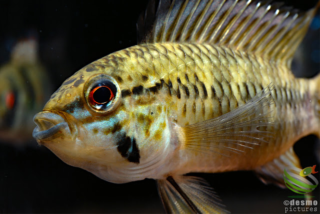 Apistogramma sp. pacman