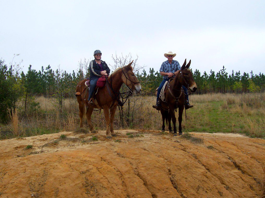 St.Clair Red Mule Farm Mule & Donkey Adventures Two Mule Club Rides!
