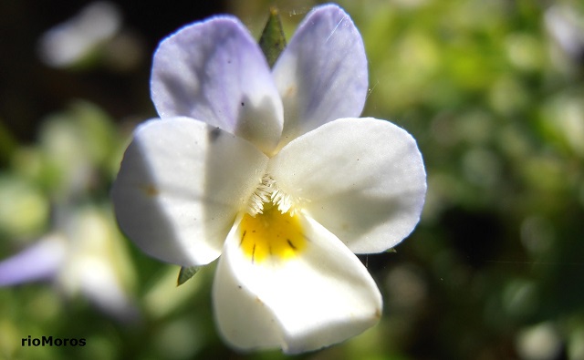Pensamiento silvestre Viola arvensis