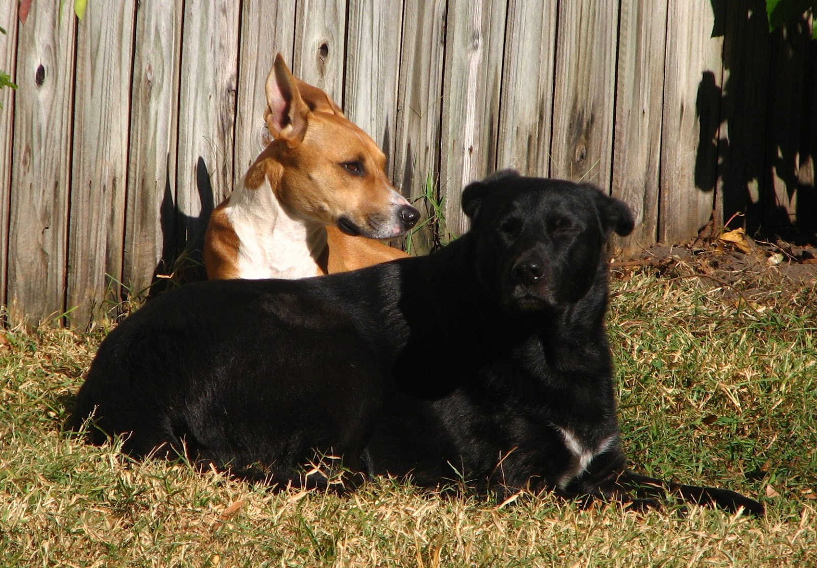 Women Talk About Life A Dog's Life