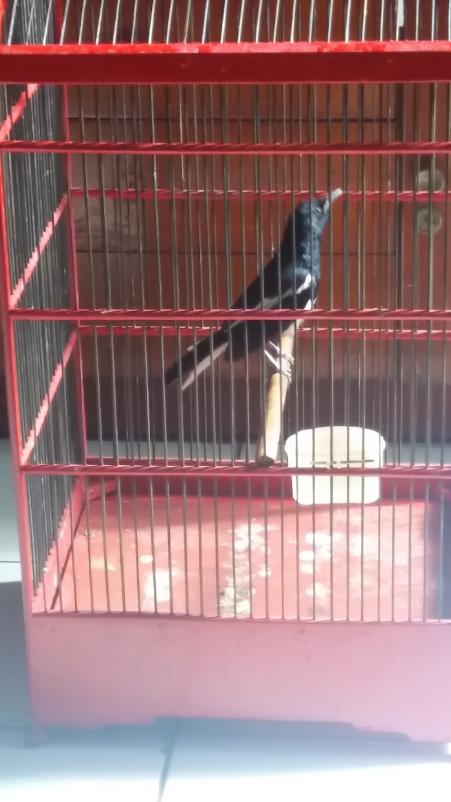 Melekbengi Memilih Dan Memelihara Burung Kacer Muda Hutan Beli Ombyokan