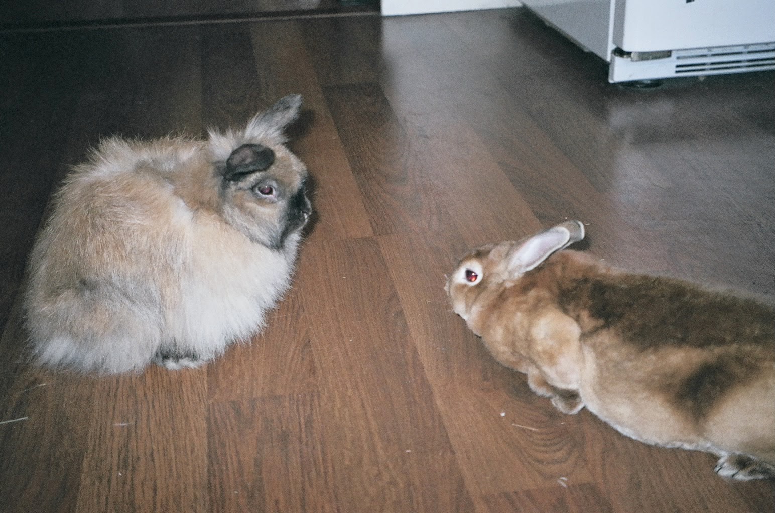 The Animal Cabin About Breeding Rabbits