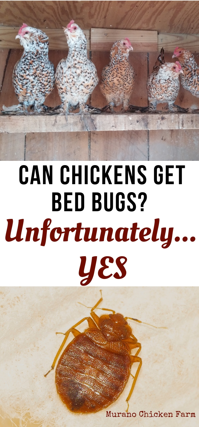 Can chickens get bed bugs? Murano Chicken Farm