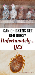 chickens bugs bed chicken muranochickenfarm poultry coop farms rid come