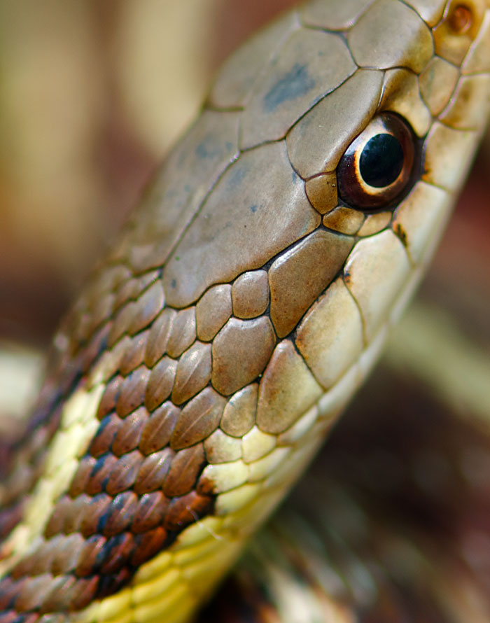 Red and the Peanut: The beauty of a Garter Snake's scales