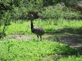 страус в ровенском зоопарке