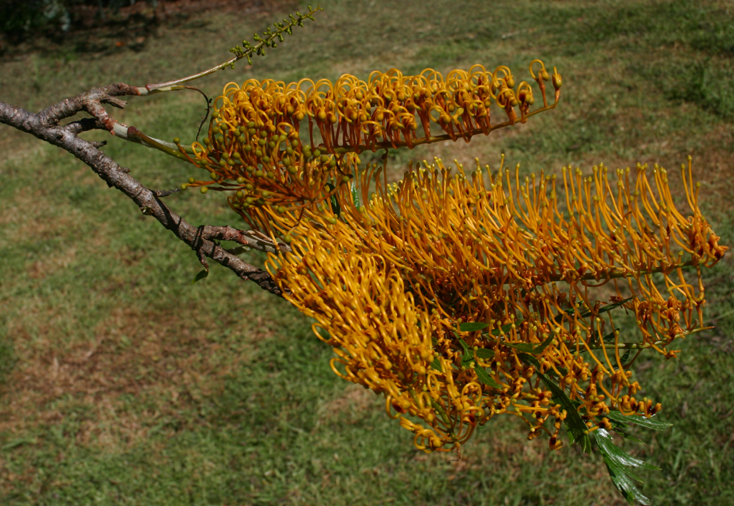 Toowoomba Plants Silky Oak