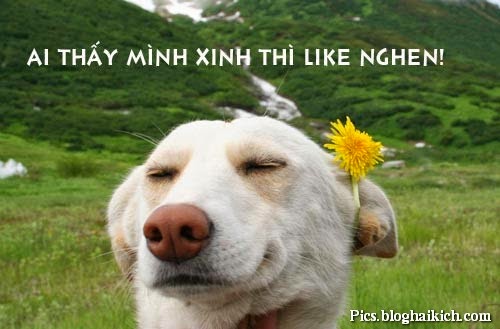 hinh-anh-sieu-hai-huoc%2B(1).jpg