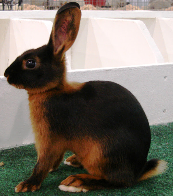 tan rabbit, tan rabbits, tan rabbit breed, about tan rabbit, tan rabbit behavior, tan rabbit breed info, tan rabbit care, tan rabbit characteristics, tan rabbit facts, tan rabbit history, tan rabbit info, tan rabbit information, tan rabbit lifespan, tan rabbit meat, tan rabbit color, tan rabbit origin, tan rabbit personality, tan rabbit pictures, tan rabbit size, tan rabbit temperament, tan rabbit uses, tan rabbit variety, tan rabbit weight