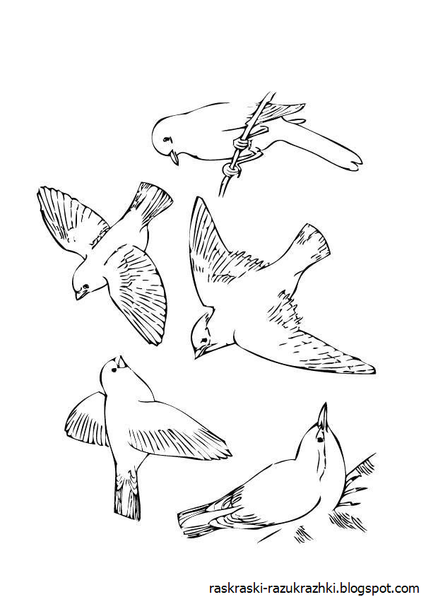 Перелетные птицы картинки для детей распечатать. Птицы. Раскраска. Раскраска "перелетные птицы". Птицы раскраска для детей. Птица рисунок.