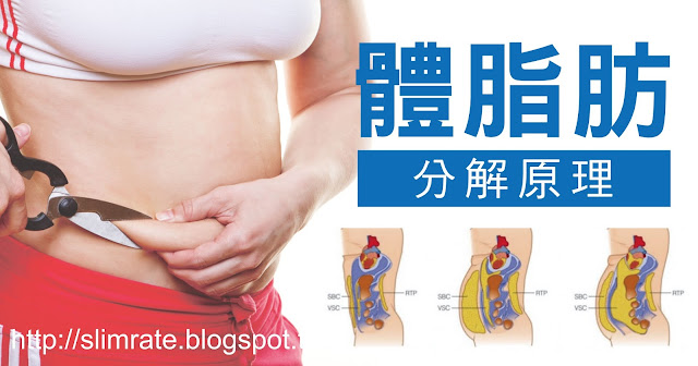 體脂肪分解原理
