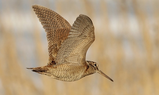 Птицы вальдшнеп фото крупным планом в полете