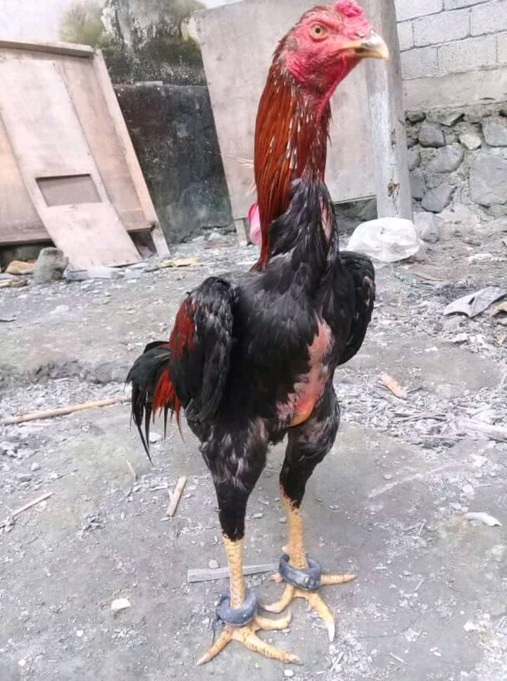 92 Gambar Ayam Petarung Terbaik 92 Gambar Ayam Petarung Terbaik