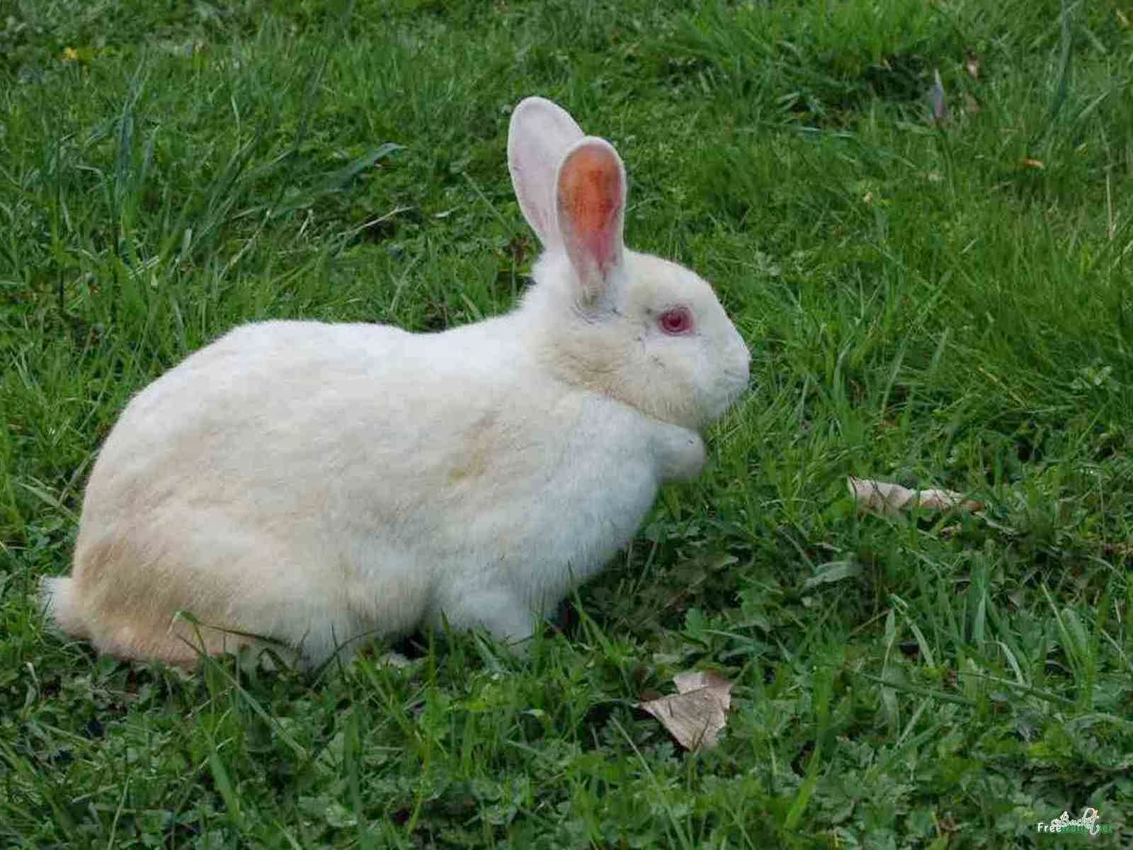 AmazingBeautifulRabbitDangerousWildlifePredatorsAmazingBestFree