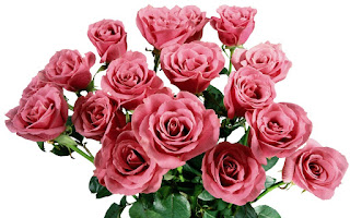 गुलाब फूल वॉलपेपर, गुलाब फूल फोटो, फूलों के फोटो, गुलाब का फूल फोटो डाउनलोड, गुलाब फूल की खेती, गुलाब के वॉलपेपर, गुलाब का फूल डाउनलोड, गुलाब वॉलपेपर, गुलाब शायरी