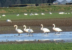 Snow Geese 4/11