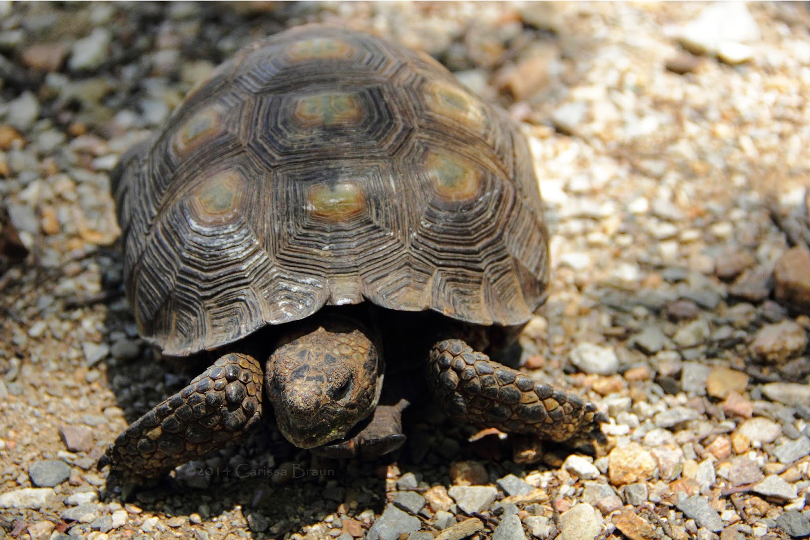 Nature Photography and Facts Texas Tortoise