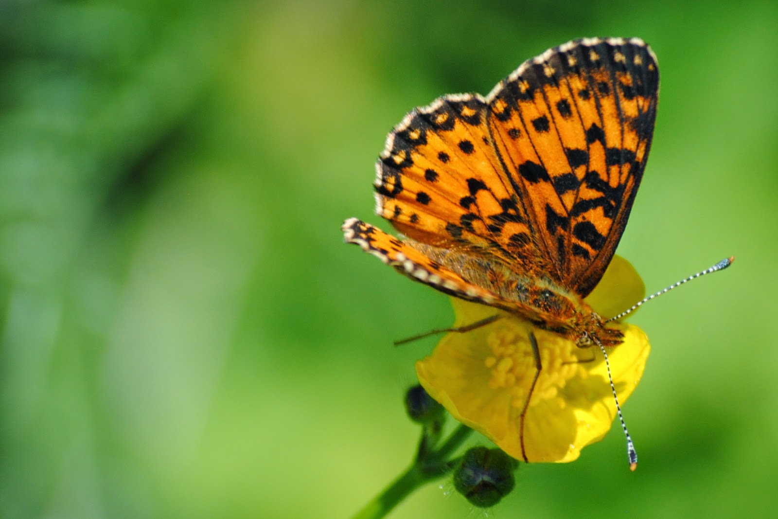 Silverbordered Fritillary Focusing on Wildlife