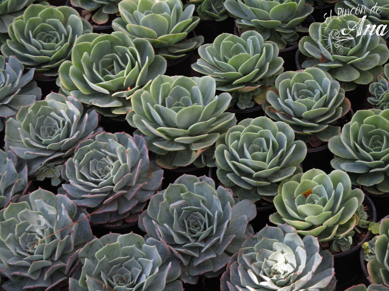 feria de la candelaria 2017