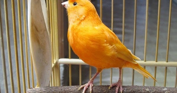 Kenari Anda mabung? Ini Penyebab Dan Solusinya