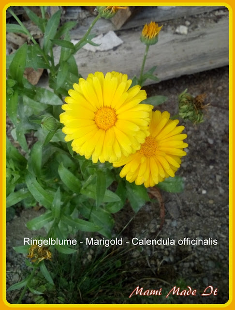 Ringelblume - Marigold - Calendula officinalis